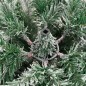 vidaXL Árbol de Navidad artificial con bisagras y nieve flocada 150 cm vidaXL Árbol de Navidad artificial con bisagras y nieve flocada 150 cm