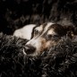 DISTRICT70 Cama para mascotas FUZZ gris oscuro L DISTRICT70 Cama para mascotas FUZZ gris oscuro L