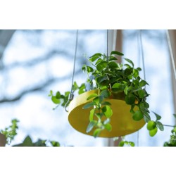 Esschert Design Bandeja colgante para plantas redonda dorada S