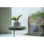 Esschert Design Bandeja para plantas con abrazadera redonda verde M Esschert Design Bandeja para plantas con abrazadera redonda verde M