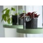 Esschert Design Bandeja colgante para macetas redonda verde S Esschert Design Bandeja colgante para macetas redonda verde S
