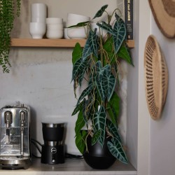 Emerald Alocasia artificial en maceta 75 cm