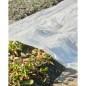 Nature Cobertor para plantas transparente 4x6 m 200µ Nature Cobertor para plantas transparente 4x6 m 200µ