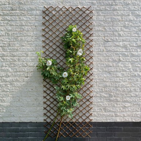 Nature Enrejado de jardín sauce natural marrón 30x180 cm