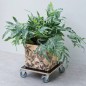 Nature Soporte con ruedas para plantas cuadrado madera negro 38x38 cm Nature Soporte con ruedas para plantas cuadrado madera negro 38x38 cm