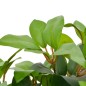 vidaXL Planta artificial árbol de laurel con macetero 40 cm verde vidaXL Planta artificial árbol de laurel con macetero 40 cm verde