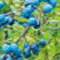 Nature Red protectora de pájaros Nano azul 5x4 m Nature Red protectora de pájaros Nano azul 5x4 m