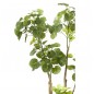 Emerald Árbol Polyscias artificial 135 cm 420292 Emerald Árbol Polyscias artificial 135 cm 420292