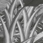 Komar Mural fotográfico Amazonia negro y blanco 400x250 cm Komar Mural fotográfico Amazonia negro y blanco 400x250 cm