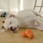 West Paw Juguete para perros con Zogoflex Tux naranja S West Paw Juguete para perros con Zogoflex Tux naranja S