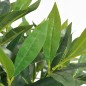 vidaXL Árbol de laurel artificial con macetero 125 cm verde vidaXL Árbol de laurel artificial con macetero 125 cm verde