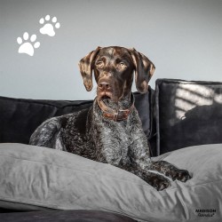 Madison Cojín para perros Velvet gris 80x55x15 cm
