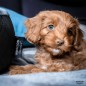 Madison Cama para perros Velvet gris 100x80x25 cm