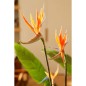 Emerald Planta artificial Strelitzia con maceta y flores 120 cm Emerald Planta artificial Strelitzia con maceta y flores 120 cm